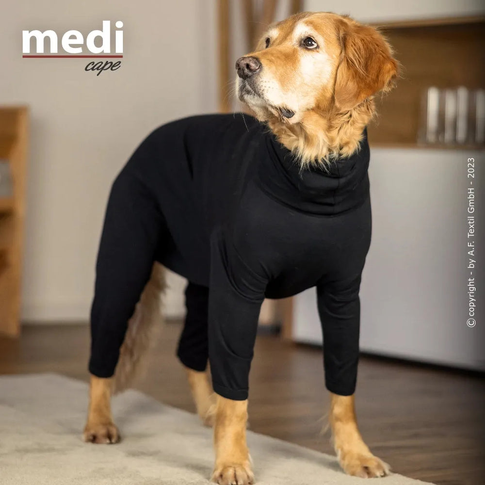 Hund im schwarzen Rollkragenanzug, Golden Retriever, auf Holzboden in modernem Raum mit neutralen Farben.