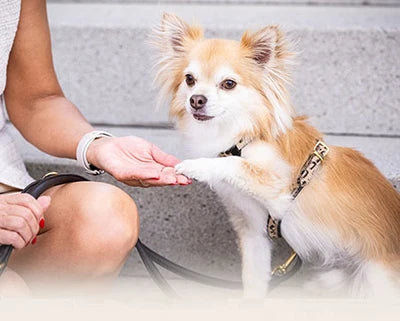 Kleiner Hund berührt mit der Pfote die Hand einer Person auf einer Treppe, beide in harmonischer Pose.