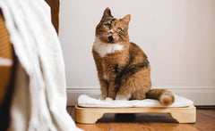"Katze entspannt auf dem Minkas Kachelofen, umgeben von einem gemütlichen Raum mit Sofa und Decke."