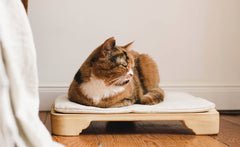 Katze entspannt auf dem hellen, elektrisch beheizten Katzenbett Minkas mit Holzboden und weichem Kissen.