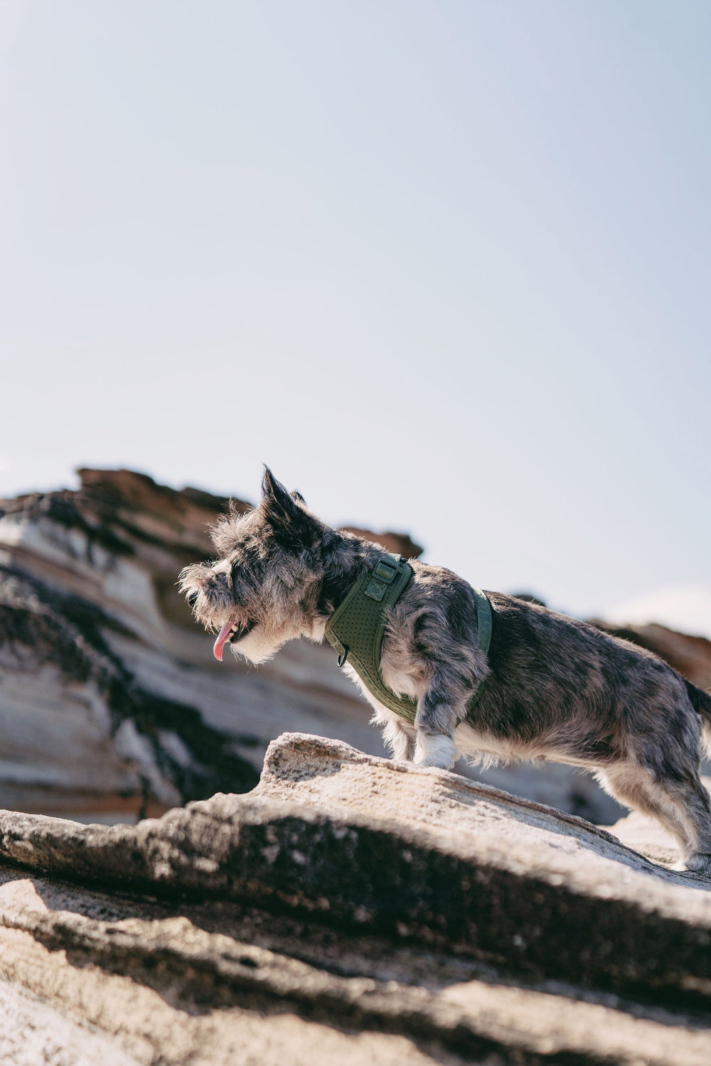 Kleiner Hund in grünem Geschirr steht auf einem Felsen bei klarem Himmel, aufmerksam und bereit für Abenteuer.