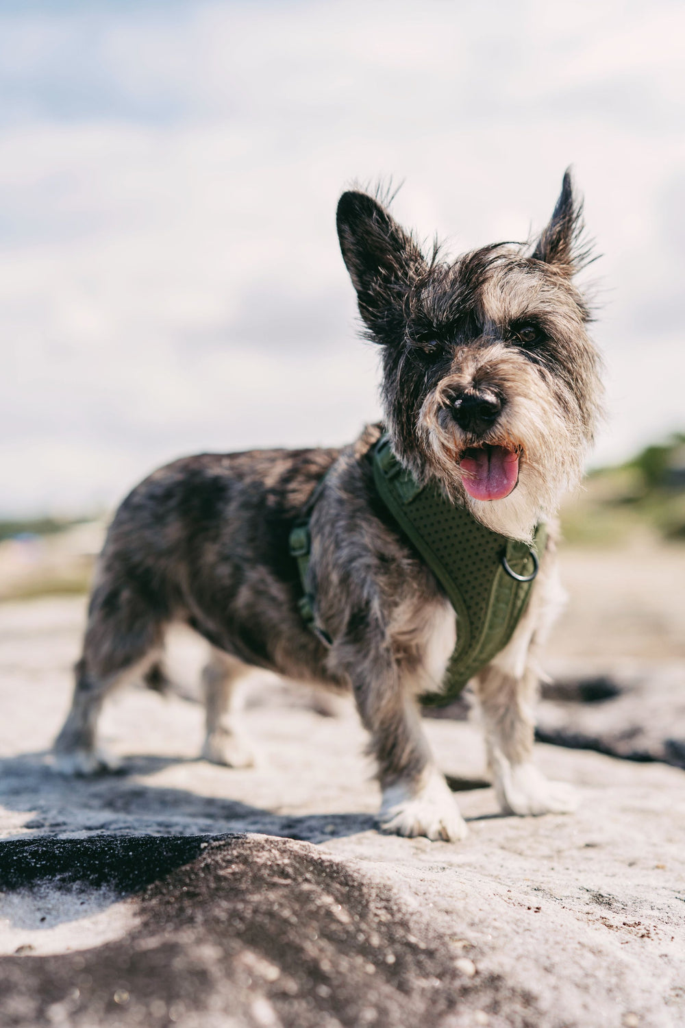 Kleiner Hund mit graubraunem Fell im grünen DOOG Neosport Geschirr vor unscharfer Landschaft.
