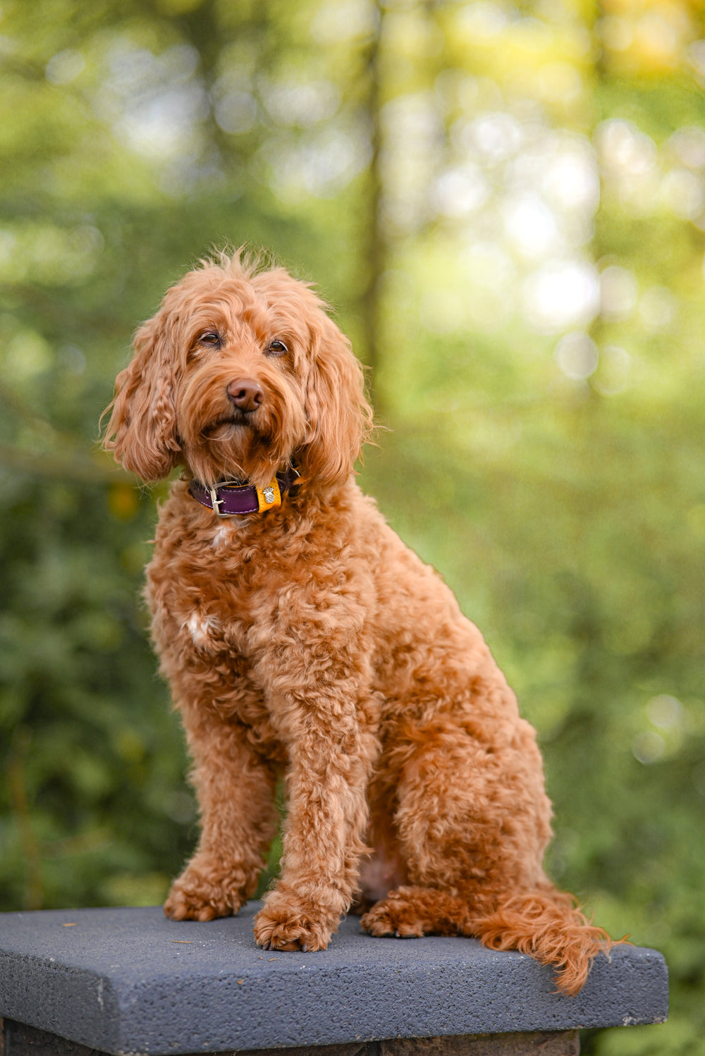 Mittelgroßer, lockiger brauner Hund auf grauem Podest in einer grünen, verschwommenen Umgebung.