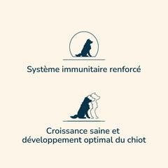 Grafik mit zwei Hundesymbolen, oben Hund mit Text „verstärktes Immunsystem“ für Prestige Puppy MINI.