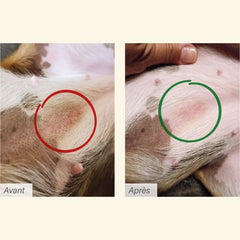 Vergleich der Hundepfote: links Rötungen und Hautirritationen, rechts der gesunde Zustand nach der Behandlung mit Protect Chien Dermato.