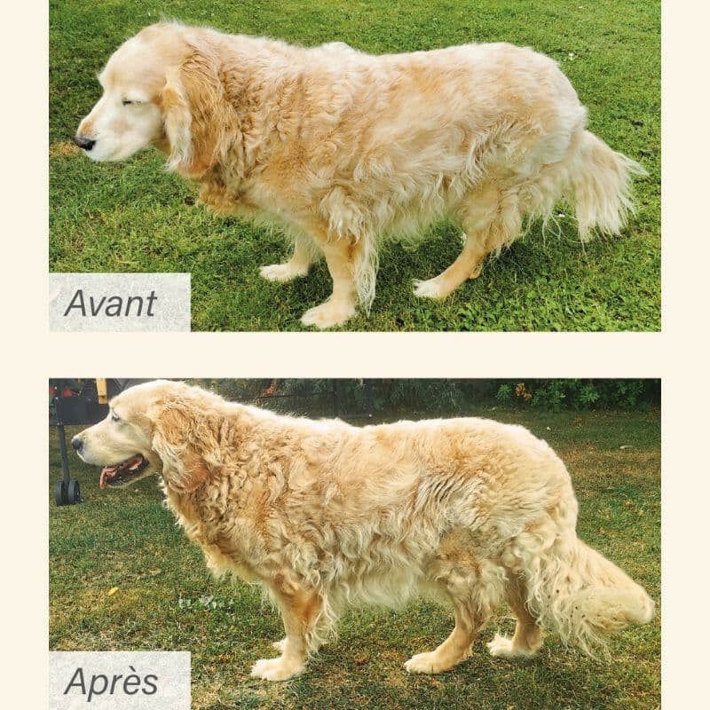 "Vorher-Nachher: Golden Retriever Avant mit ungepflegtem und gepflegtem Fell im Vergleich."
