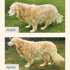 "Vorher-Nachher: Golden Retriever Avant mit ungepflegtem und gepflegtem Fell im Vergleich."