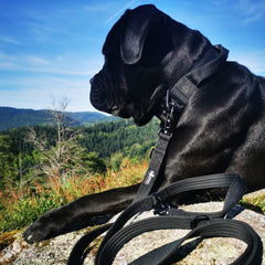 Nylon Führleine mit Froschkarabiner, ideal für aktive Hundehalter, schwarz, robust und komfortabel, perfekt für Spaziergänge.