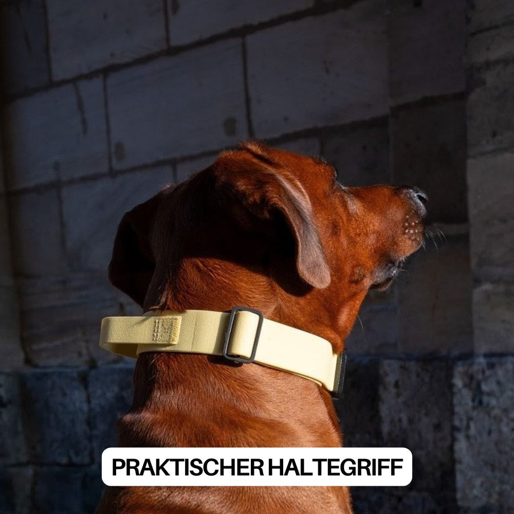 Hund mit gelbem verstellbarem Halsband WOOFLEX® und Haltegriff vor einer Steinmauer.