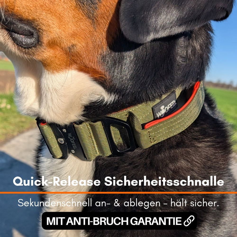 Hund mit grünem Nylonhalsband und schwarzer, roter Quick-Release Sicherheitsniete, ideal für sicheres Gassigehen.
