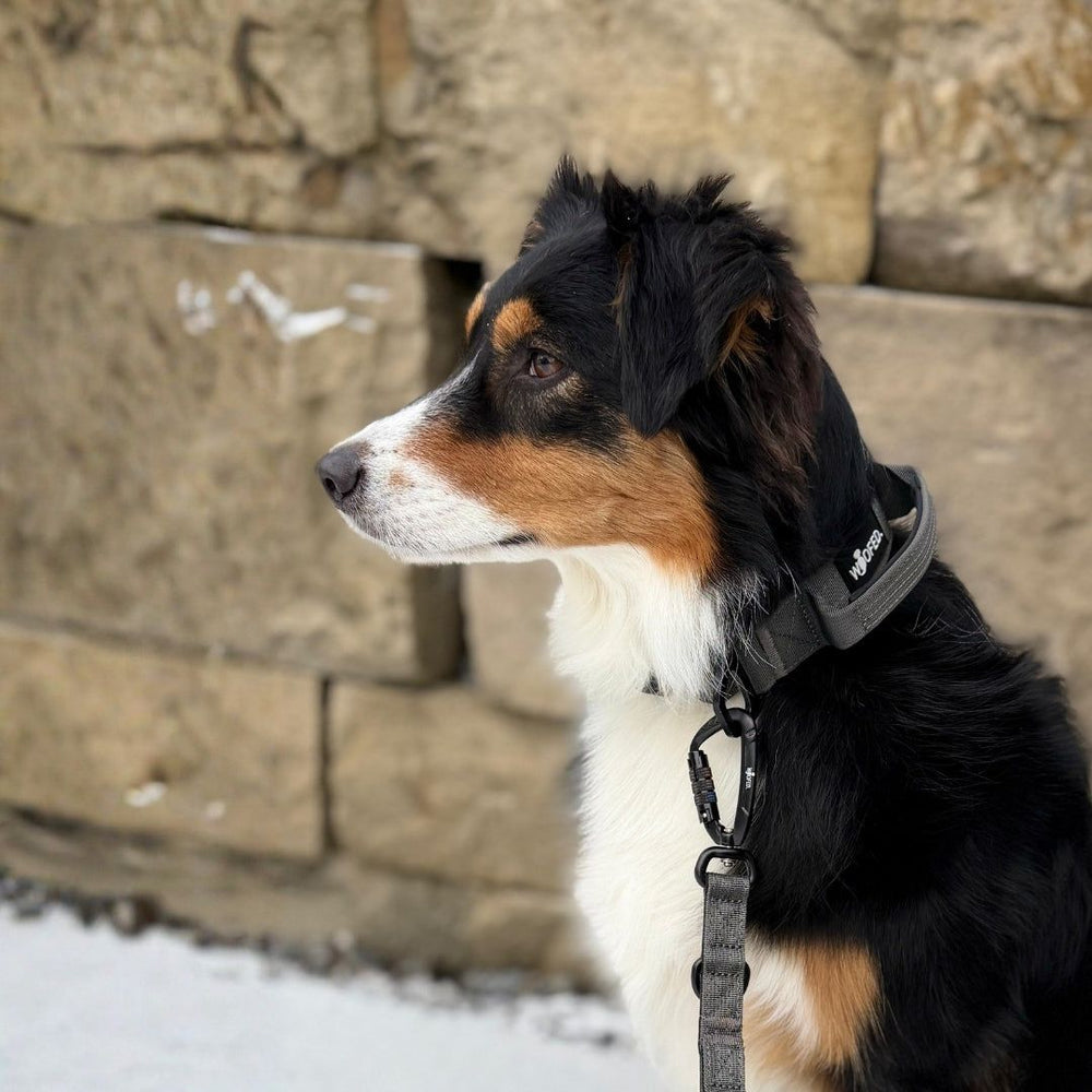 "Hund mit schwarz-braunem Fell und weißen Abzeichen, trägt ein schwarzes Halsband vor steiniger Kulisse."