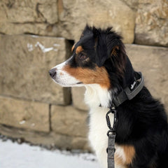 "Hund mit schwarz-braunem Fell und weißen Abzeichen, trägt ein schwarzes Halsband vor steiniger Kulisse."
