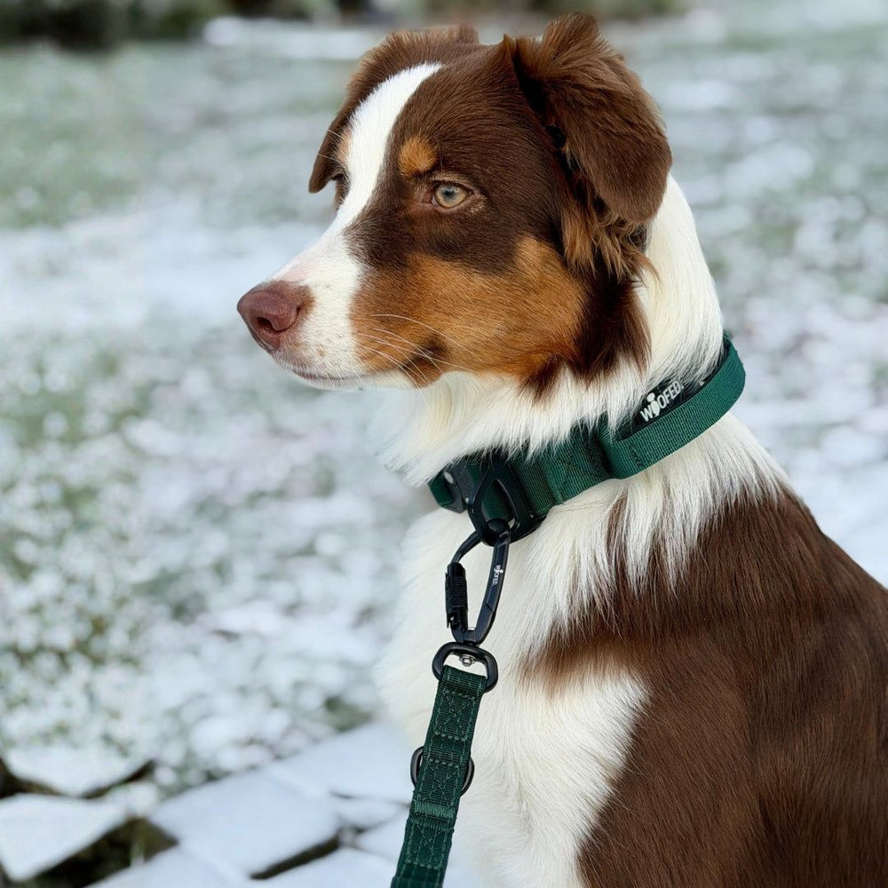 "Hund mit braunem und weißem Fell in grünem Halsband vor schneebedeckter Landschaft, schaut aufmerksam nach rechts."