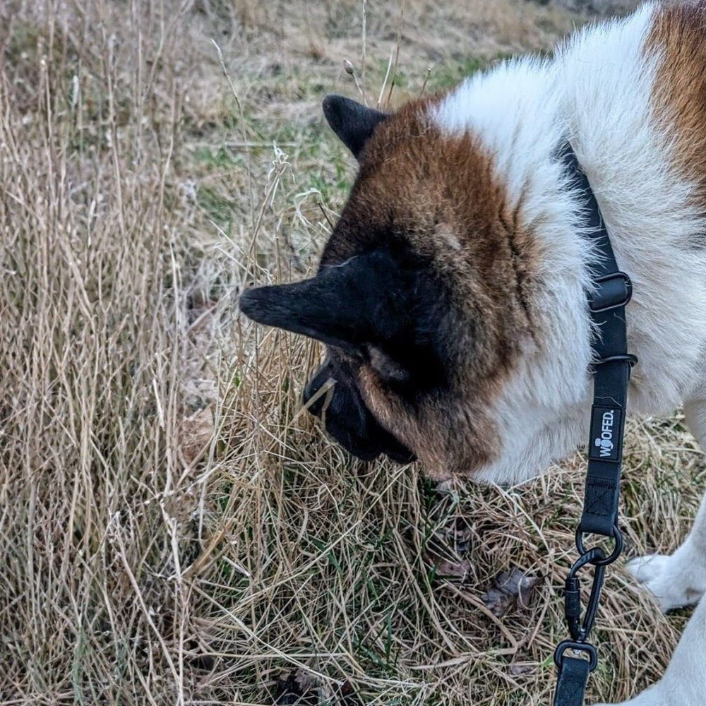 Hund mit braun-schwarzem Fell schnüffelt im Gras, trägt WOOFLEX® Zugstopphalsband.