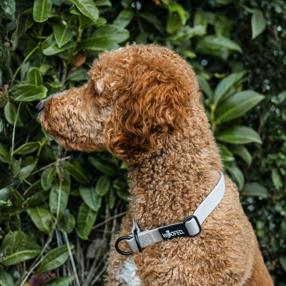Brauner, lockiger Hund neben grünem Busch, trägt weißes Geschirr mit schwarzem Clip.