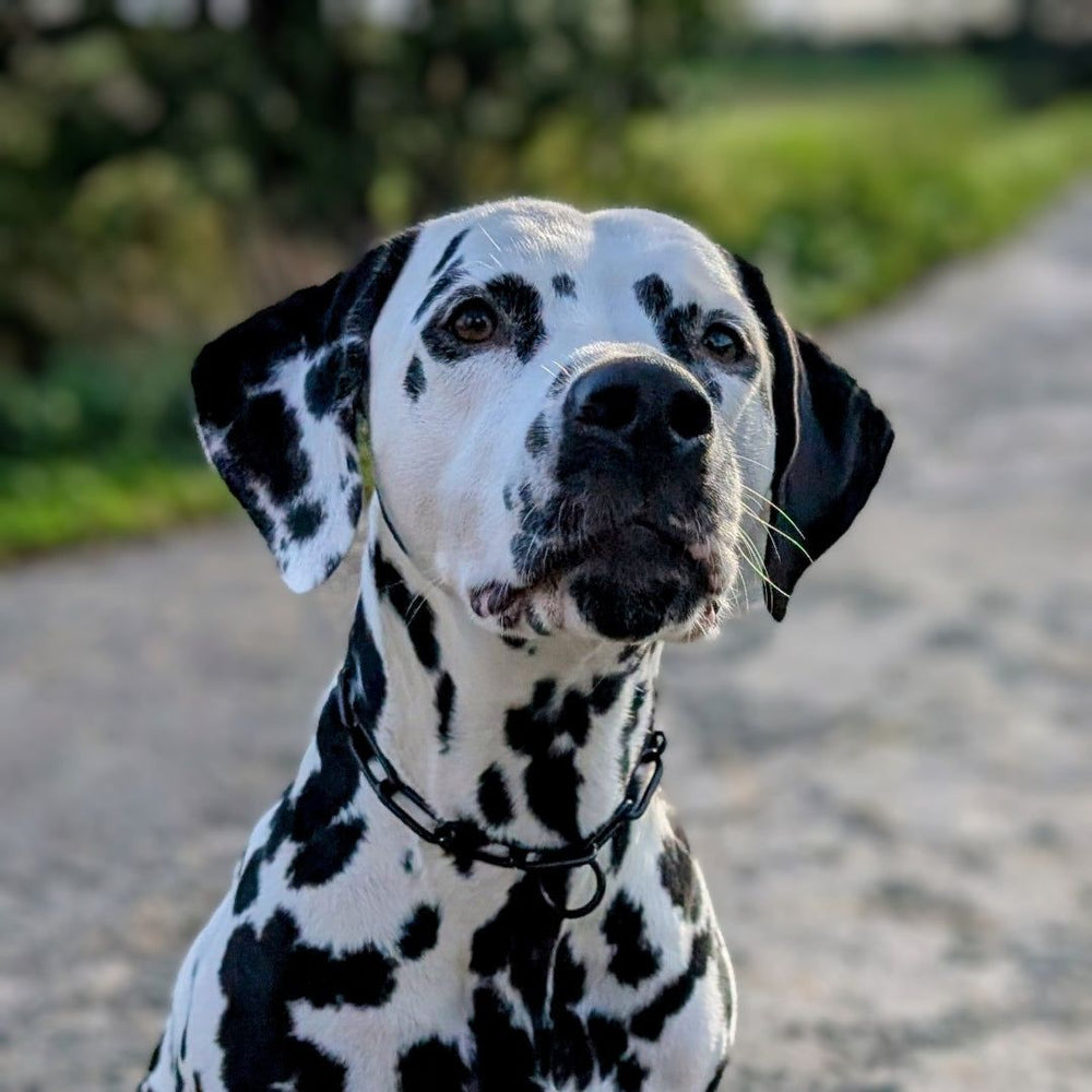 Dalmator mit Woofchain Edelstahl-Halsband auf grüner Wiese, freundlich und aufmerksam.