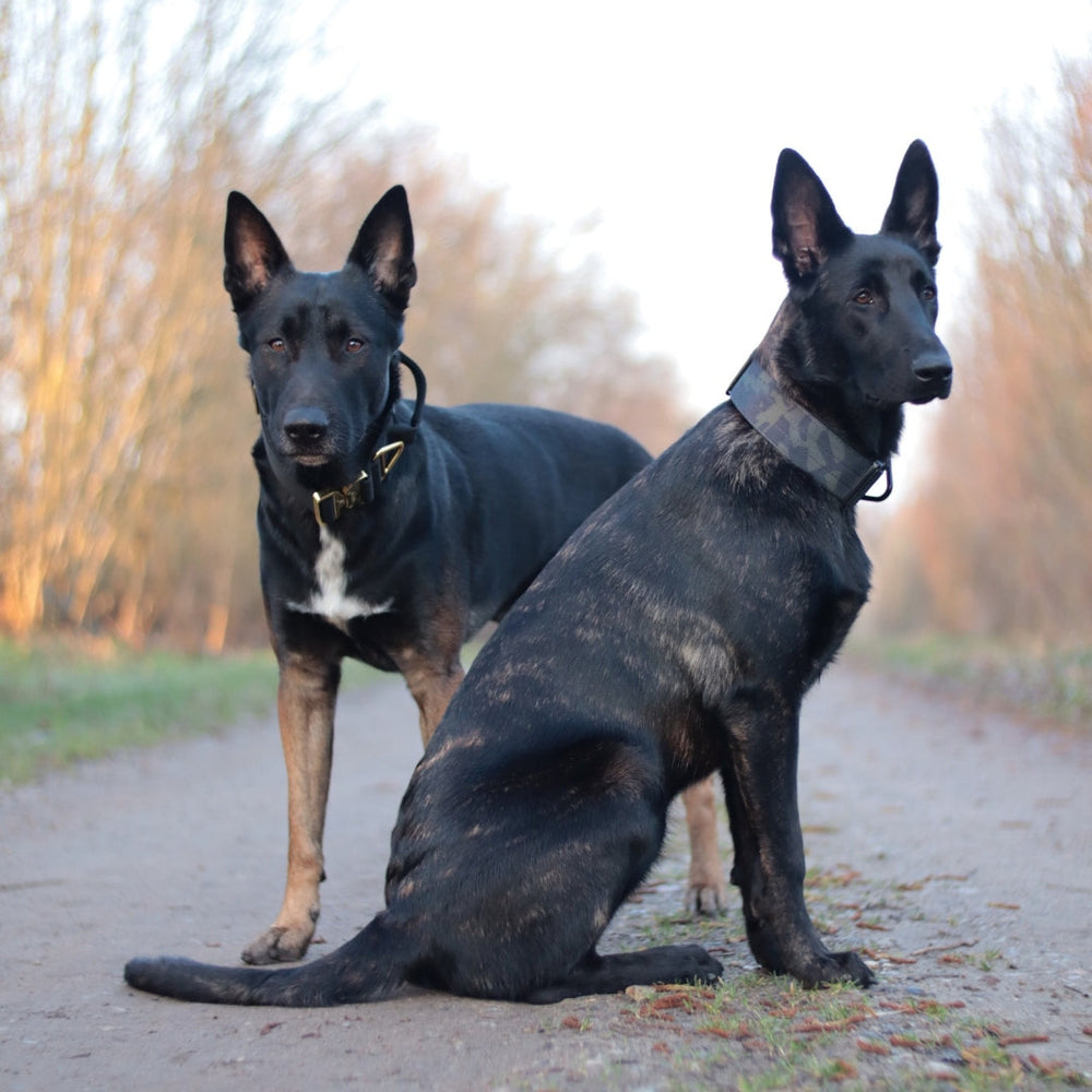 Zwei Hunde auf einem Weg: einer trägt ein Nylon Halsband mit Griff, umgeben von Bäumen in der Natur.