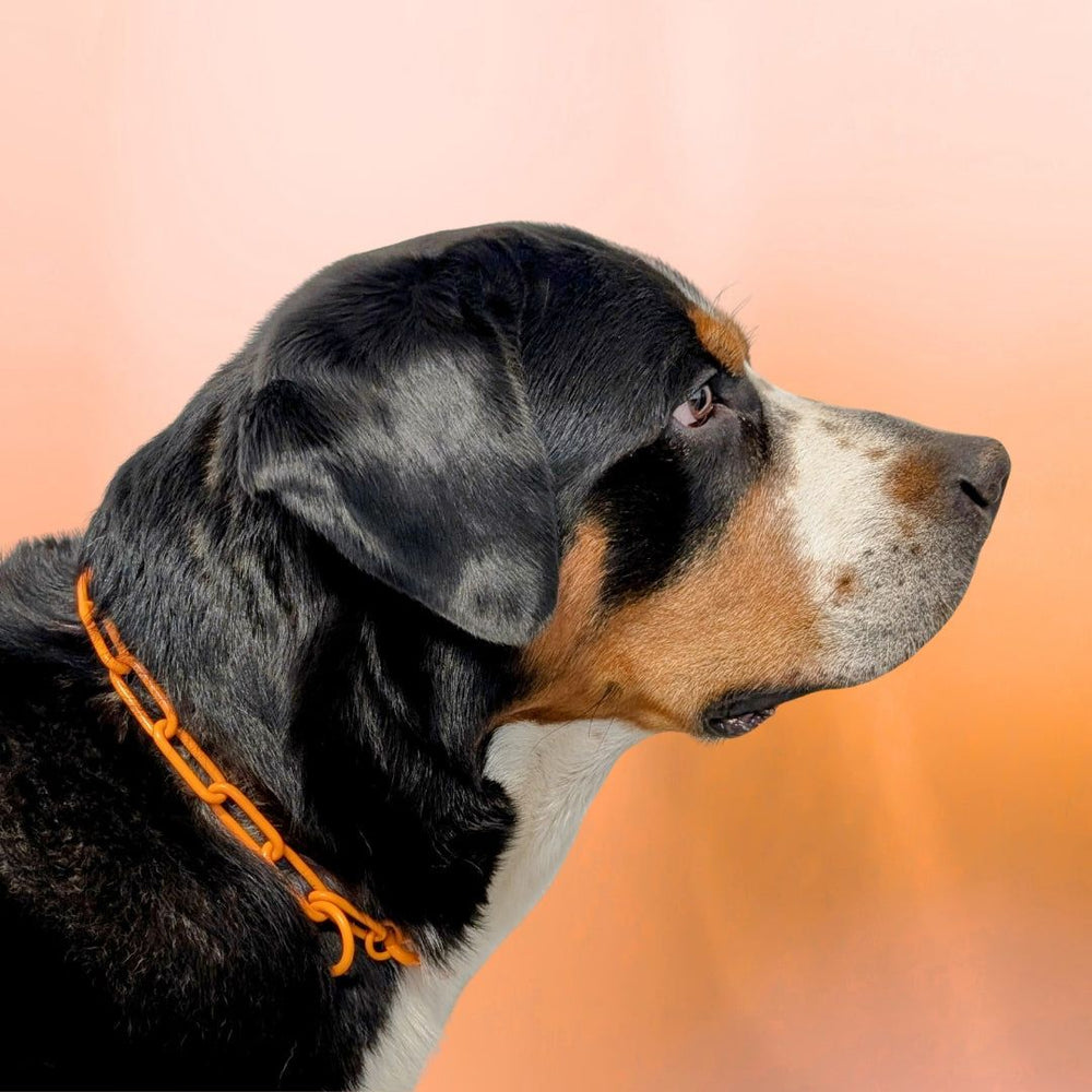 Hund mit schwarz-braunem Fell trägt ein orangefarbenes Woofchain Kettenhalsband vor einem sanften Farbverlauf.