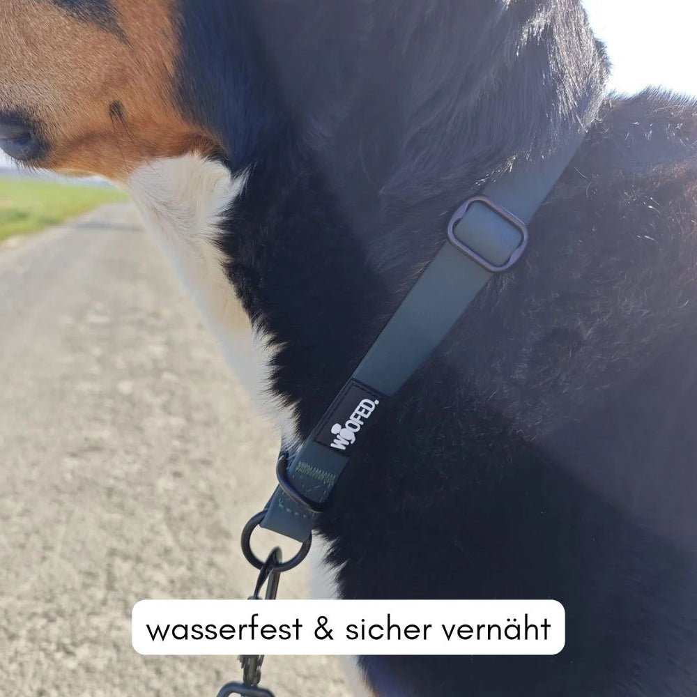 Hund mit wasserfestem WOOFLEX® Halsband an grünem Weg, sicher vernäht und stilvoll im Schwarz mit Logo.