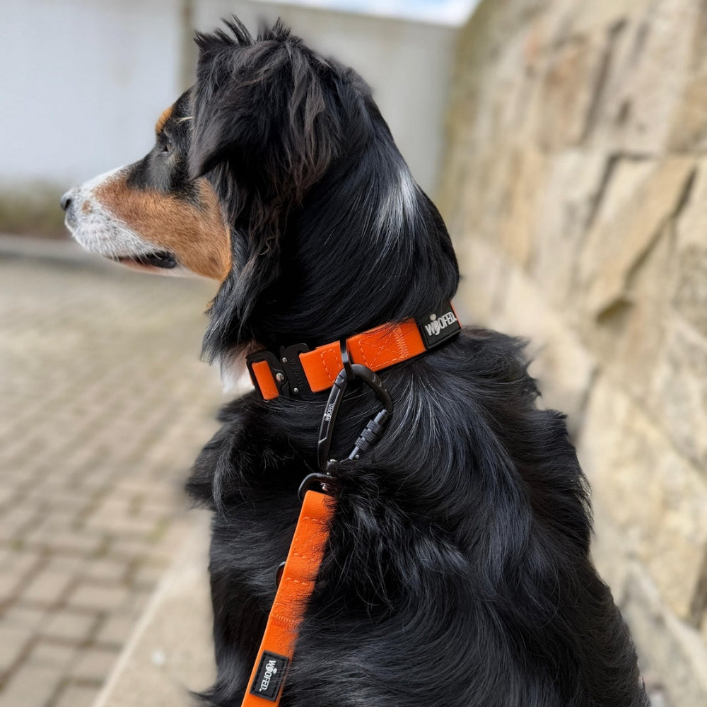 "Schwarzer Hund mit braunen Abzeichen trägt orangenes WOOFLEX® Tactical Halsband vor steinerner Wand."