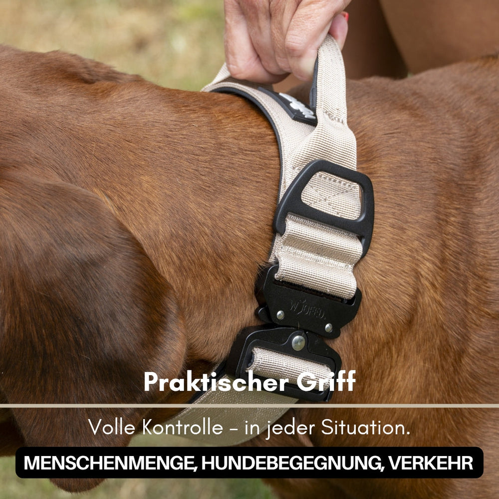 Brauner Hund mit beigefarbenem Nylon-Geschirr und praktischem Griff, bereit für einen Spaziergang.