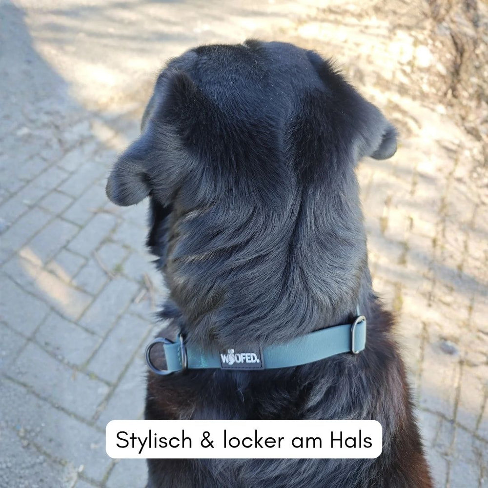 Hund mit stilvollem WOOFLEX® Zugstopphalsband auf gepflastertem Weg, bereit für einen entspannten Spaziergang.