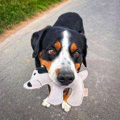 Schwarz-brauner Hund hält Hundespielzeug im Maul und schaut direkt in die Kamera, Hintergrund mit Grasweg.