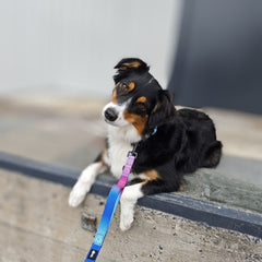 Hund mit bunter WOOFED. Nylon Classic Führleine sitzt entspannt auf einer Mauer und schaut neugierig in die Kamera.