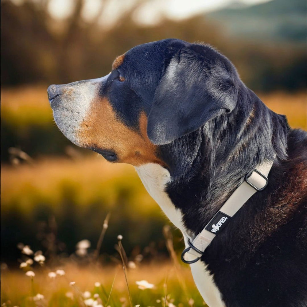 Hund mit schwarz-braunem Fell trägt graues WOOFLEX® Zugstopphalsband vor unscharfem Landschaftshintergrund.