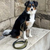 Nylon Führleine Classic in grün neben einem Hund auf Steinmauer, ideal für Spaziergänge und Training. Hochwertig und komforta