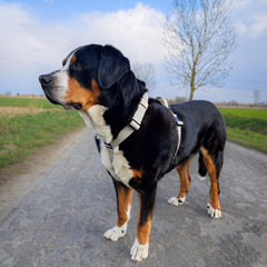 Schwarzer Hund mit braunen Flecken trägt helles Y-Hundegeschirr WOOFLEX® auf einem befestigten Weg vor Wiesen und Bäumen.