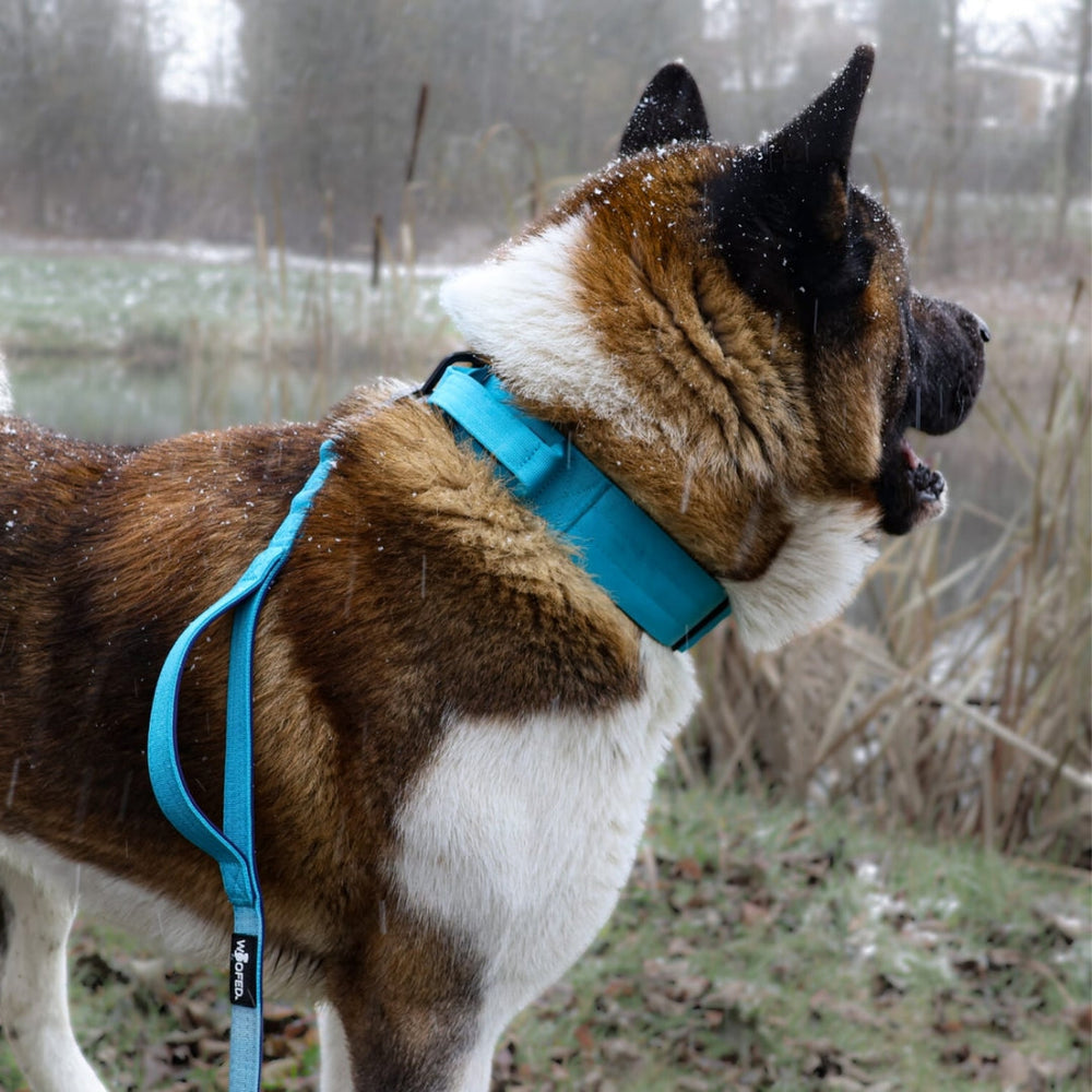 Akita-Hund an blauer Führleine mit Froschkarabiner in natürlicher Umgebung.