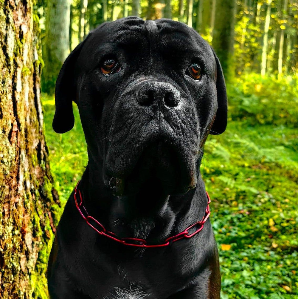 Schwarzer Hund mit rotem Edelstahlhalsband steht im Wald vor einem Baum, umgeben von grünem Gras.