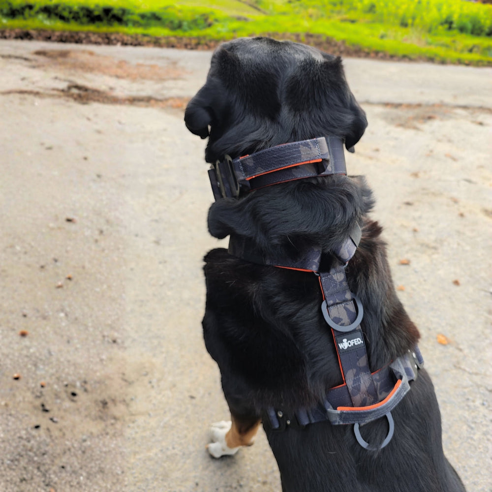 Hund mit schwarzem Y-Geschirr und orangen Akzenten auf unbefestigtem Weg, grüne Wiese im Hintergrund.