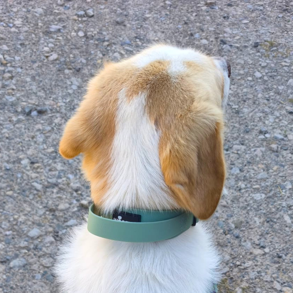 "Hund mit gelb-braunem Fell trägt verstellbares grünes Halsband WOOFLEX® auf kiesigem Untergrund."