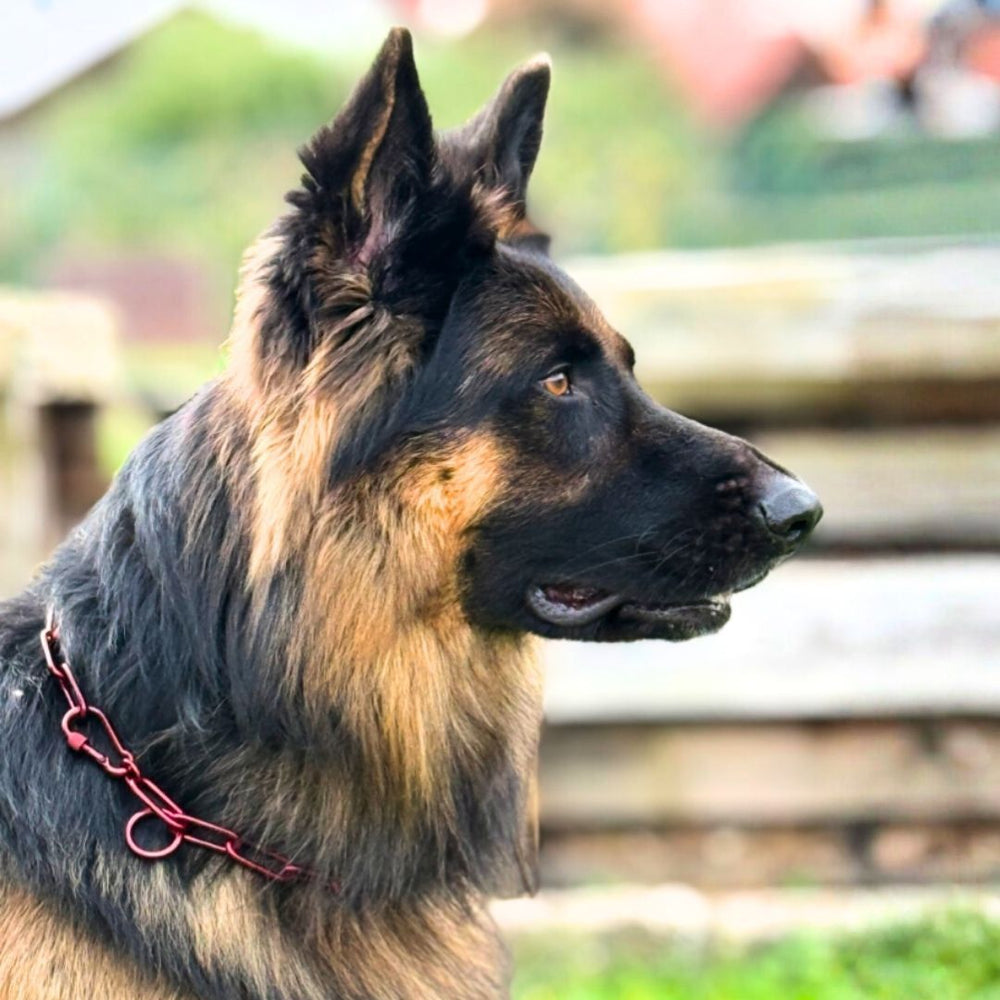 Schäferhund in Profilansicht mit glänzendem Fell, trägt ein rotes Edelstahl-Halsband von Woofchain.