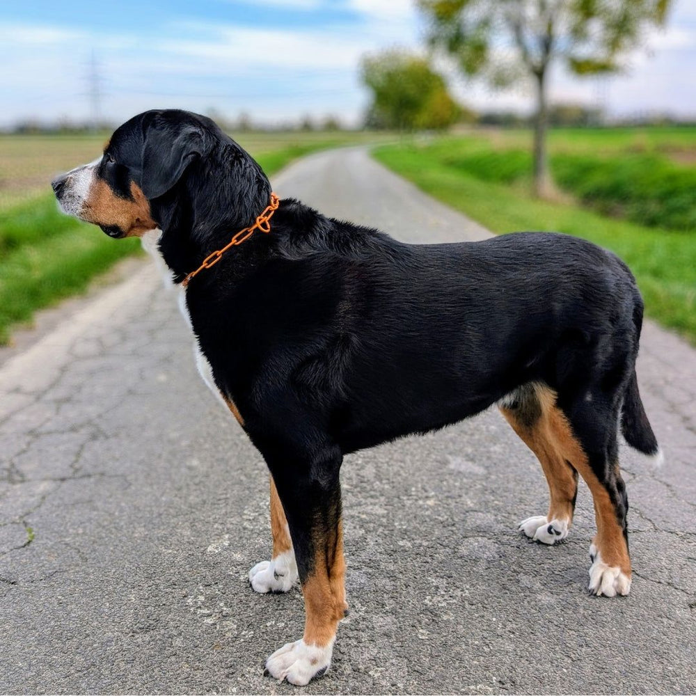 Schwarzer Hund mit braunen und weißen Abzeichen trägt orangefarbenes Edelstahl-Halsband auf Kiesweg.