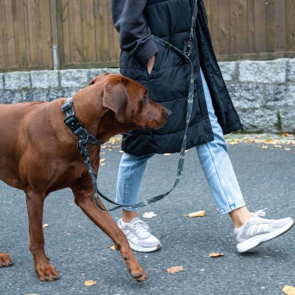 Person mit braunem Hund an der Leine, Halsband WOOFLEX® Froschkarabiner beim Spaziergang auf gepflastertem Weg.
