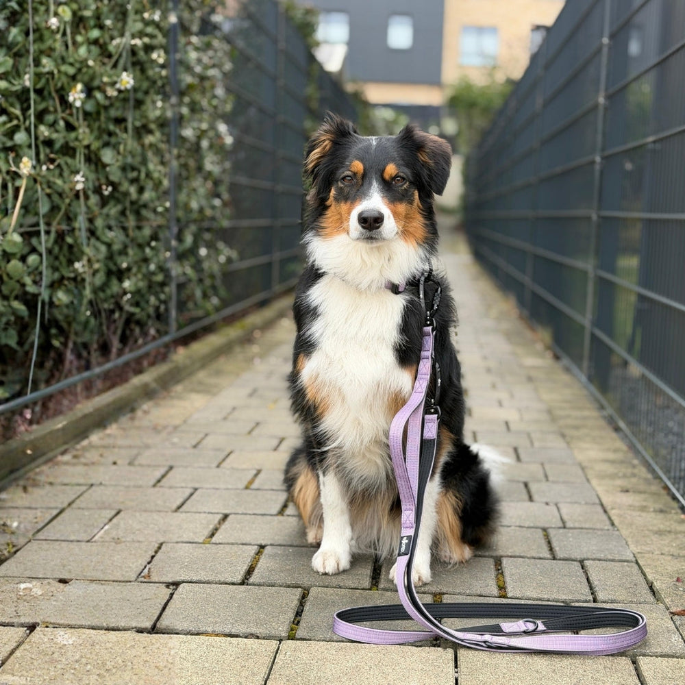Hund mit schwarz-weiß-braunem Fell sitzt an einer NYLON Führleine mit Sicherheitskarabiner auf gepflastertem Weg.