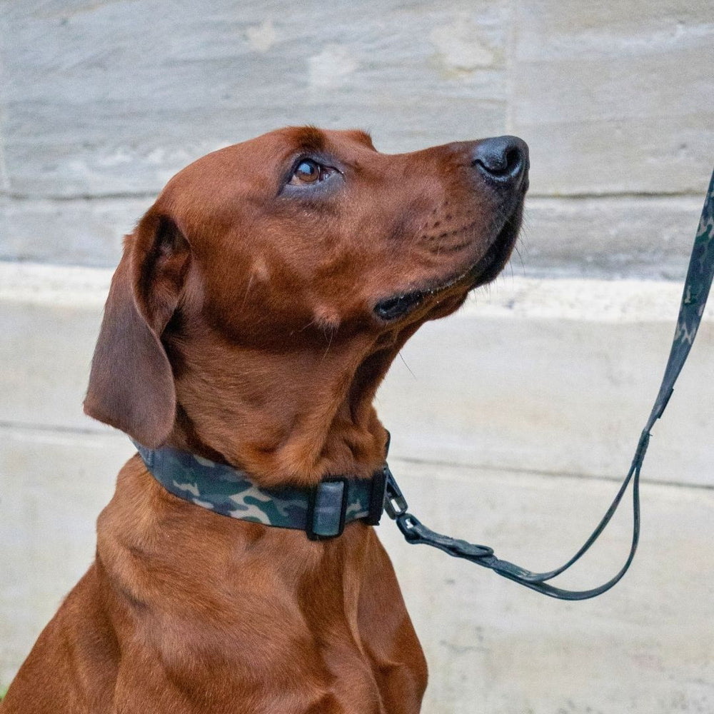 Brauner Hund mit camouflagemusterndem Halsband WOOFLEX® und Froschkarabiner an einer Leine vor grauer Wand.