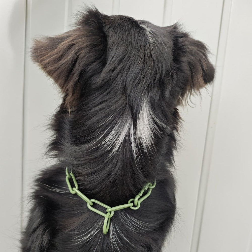 Hund mit schwarz-braunem Fell und weißem Streifen, trägt ein grünes Edelstahl-Kettenhalsband.