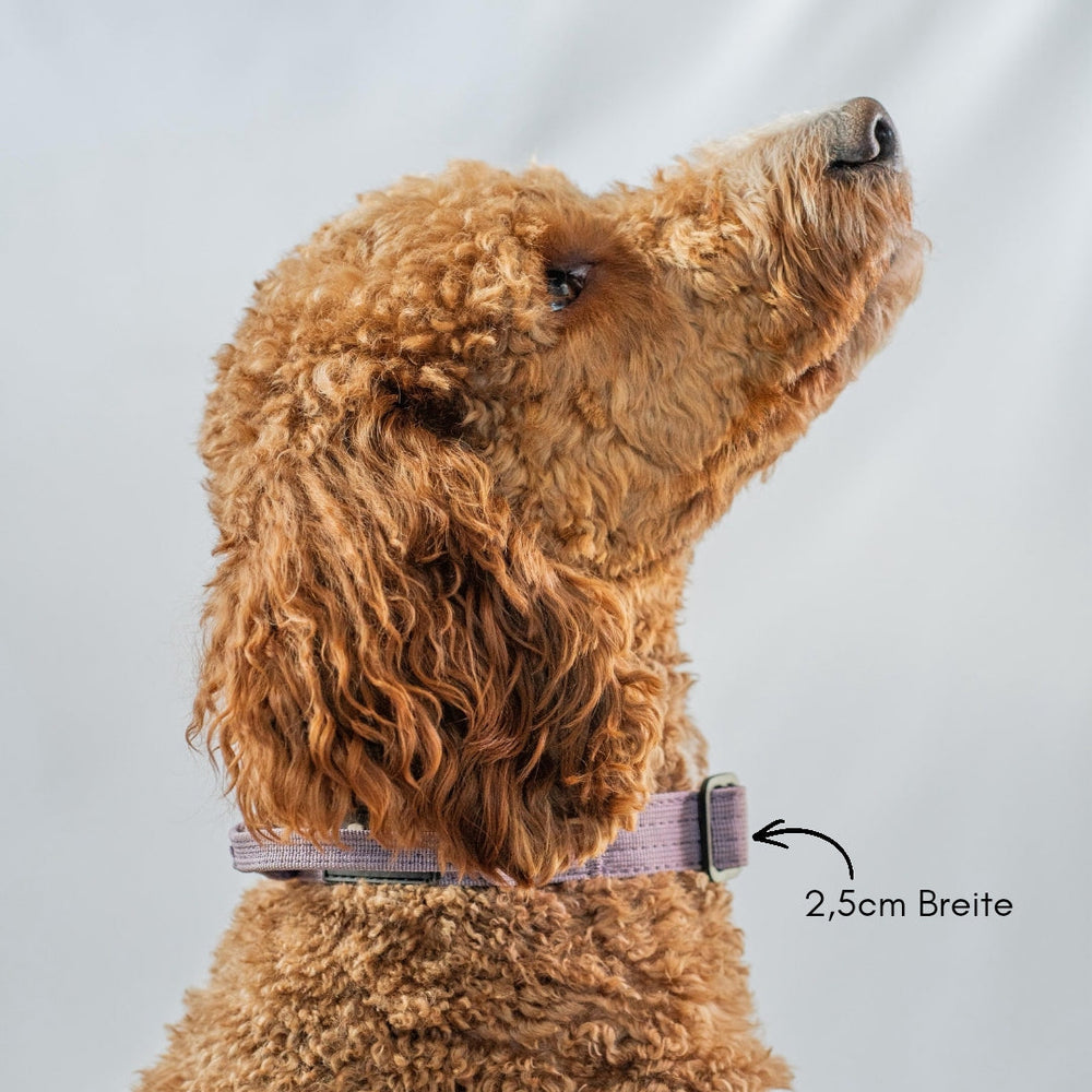 Hund im Profil mit braunem, lockigem Fell trägt ein ultraleichtes Nylon-Halsband mit Griff.