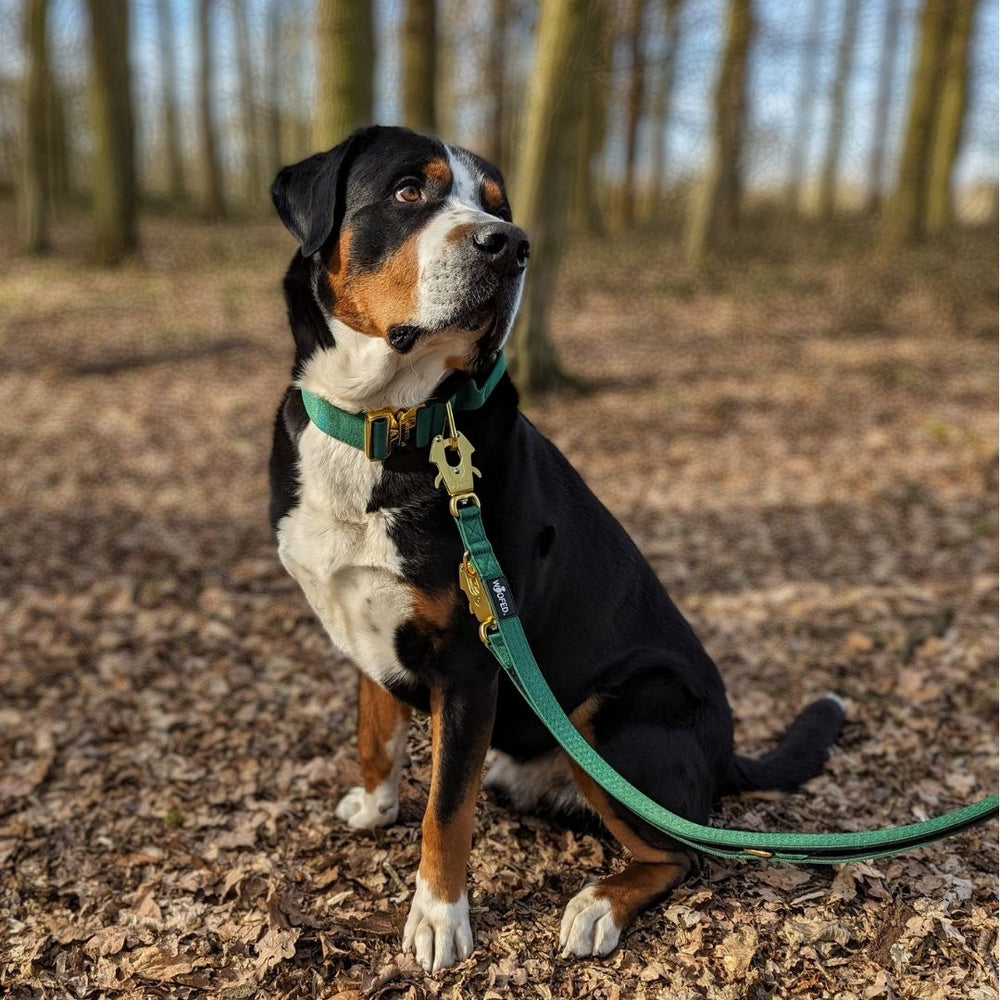 Hund mit schwarz-braunem Fell und weißem Fleck sitzt auf Laub, angeleint mit einer NYLON Froschkarabiner-Leine.