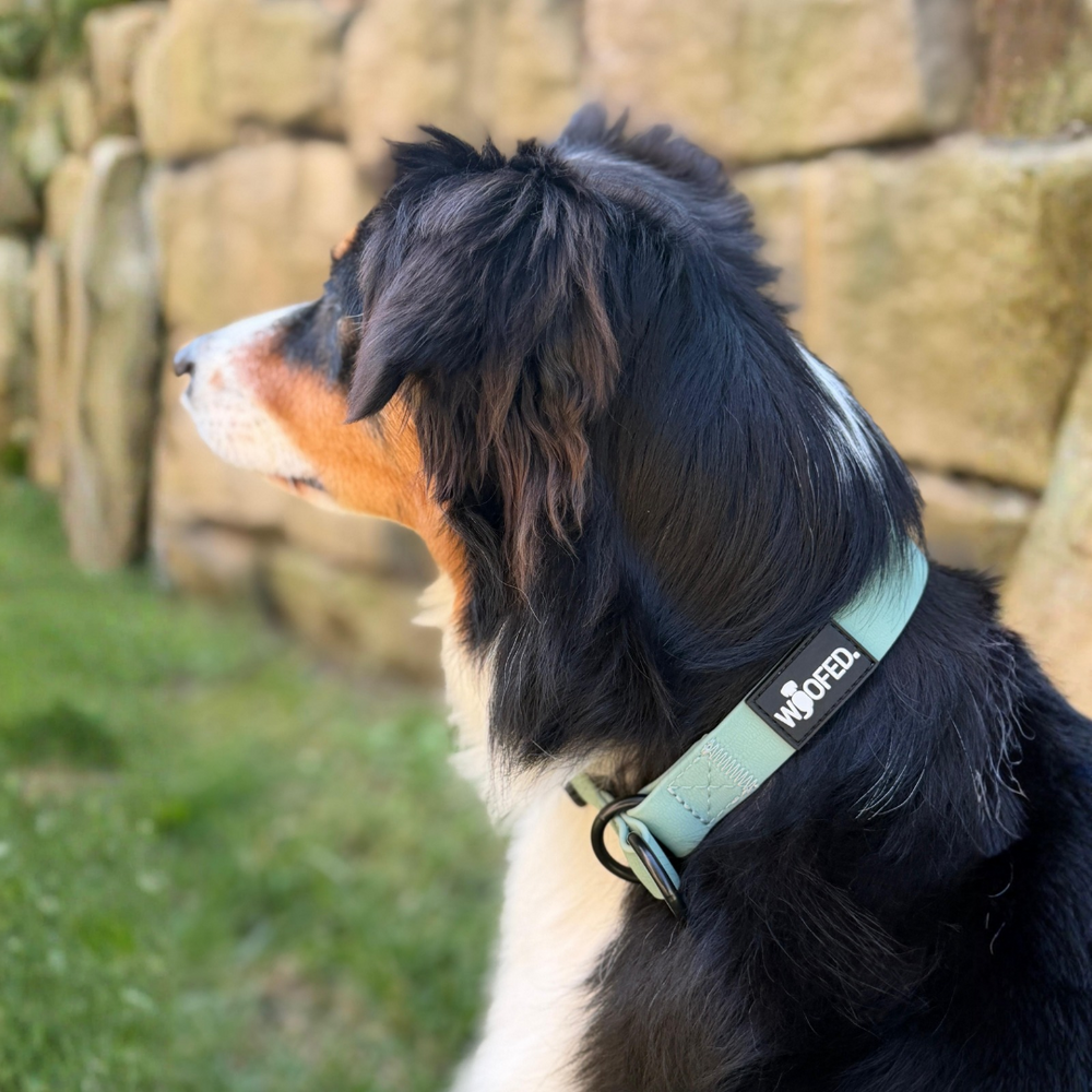 Hund mit schwarz-braunem Fell trägt das WOOFLEX® Zugstopphalsband auf grüner Wiese vor einer Mauer.