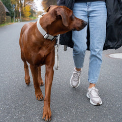 Mensch führt braunen Hund mit WOOFLEX® Froschkarabiner-Halsband an einer Straße entlang.