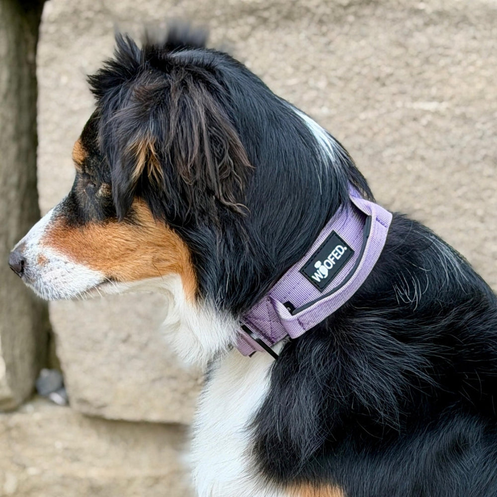 Hund mit lila Nylon-Halsband und Griff, seitliche Ansicht, gemischtes Fell in Schwarz, Braun und Weiß.