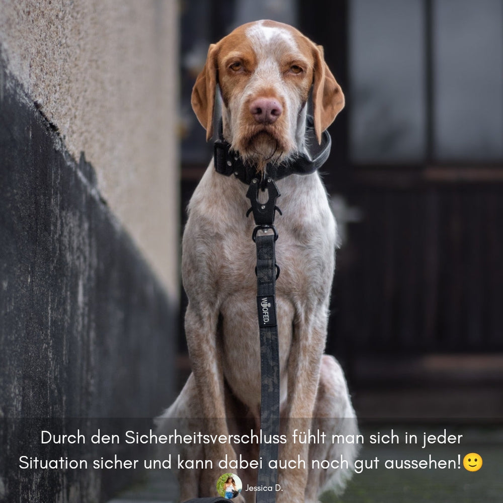 Hund an einer NYLON Führleine mit Froschkarabiner, beige-braunes Fell mit weißen Flecken, unscharfer Hintergrund.