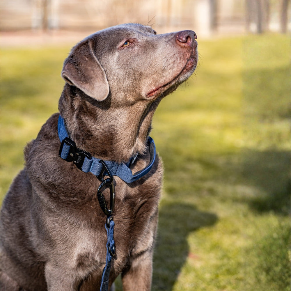 Grau-brauner Hund mit blauem Geschirr an einer Führleine mit Sicherheitskarabiner, aufmerksam in die Ferne schauend.