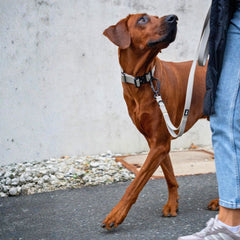 Brauner Hund mit Geschirr an WOOFLEX® Sicherheitskarabiner-Leine, schaut erwartungsvoll zur Seite.
