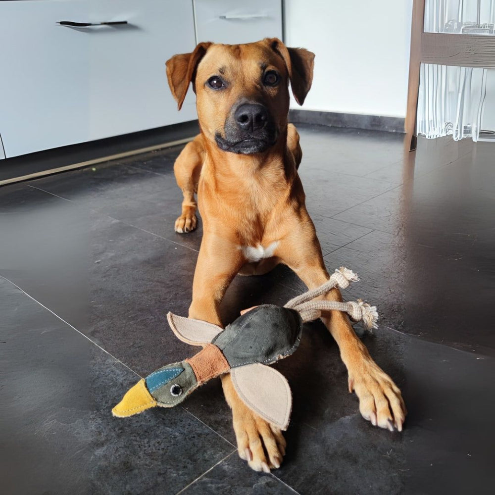 Nachhaltiges Hundespielzeug Ente Ella: brauner Hund mit Spielzeugente auf dunklem Boden, ideal zum Spielen und Kuscheln.